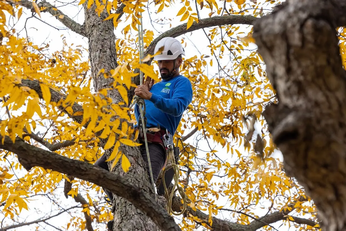 Skilled Tree Planting crew working in Skiatook